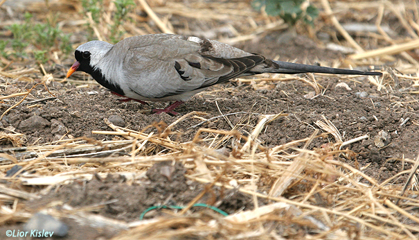 תורית זנבתניתNamaqua Dove Oena capensis                                            הבטיחה,מאי 2007,